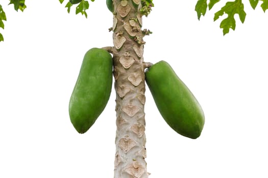 Isolated papaya fruits on tree.With clipping path.