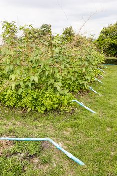 Row of tree in garden with water pvc pipe.