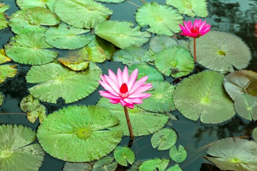 Pink water lily in pond.