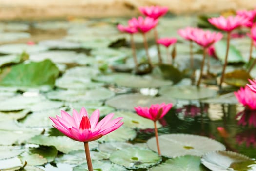 Pink water lily in pond.