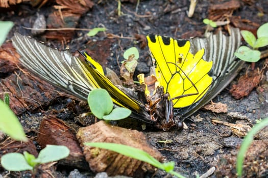 Dead body of birdwing butterfly.