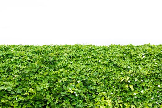 Bush of green leaf with white background.