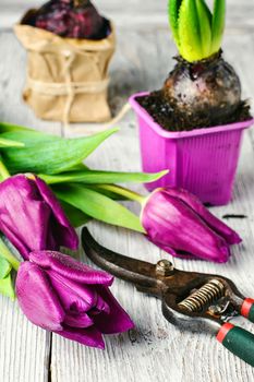 Seedling bulbs of hyacinth and tulips on a light background