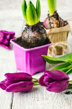 Seedling bulbs of hyacinth and tulips on a light background