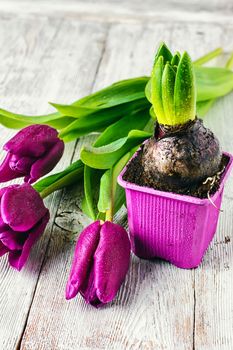 Seedling bulbs of hyacinth and tulips on a light background