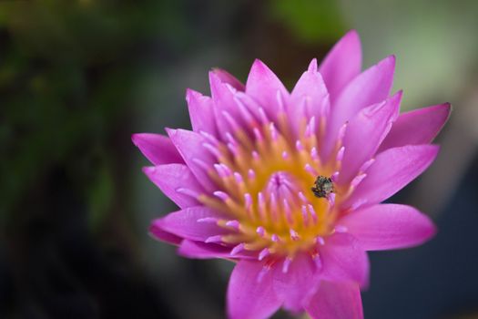 lotus bloom bee close up pollen