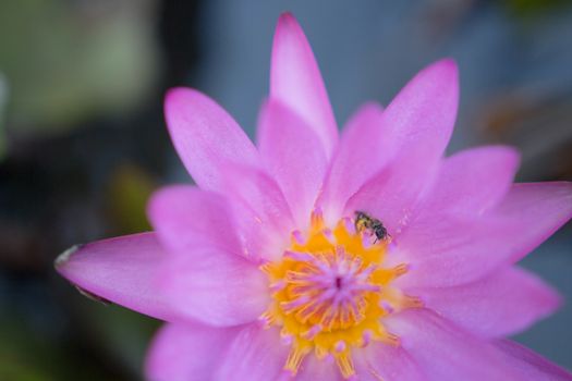 lotus bloom bee close up pollen