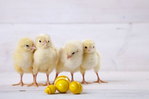 Easter chicken, eggs and decoration in vintage sytle white wooden background