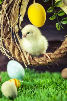 Easter chicken, eggs and decoration in vintage sytle wooden background