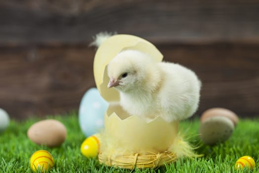 Easter chicken, eggs and decoration in vintage sytle wooden background