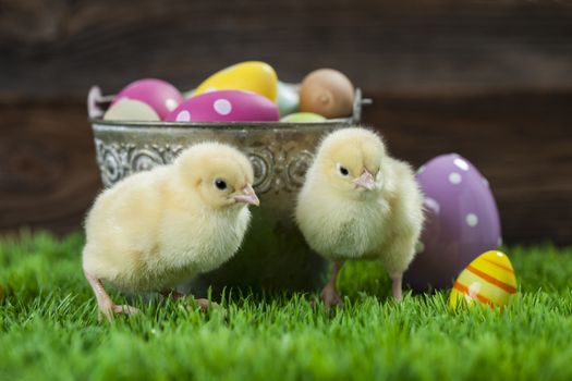 Easter chicken, eggs and decoration in vintage sytle wooden background