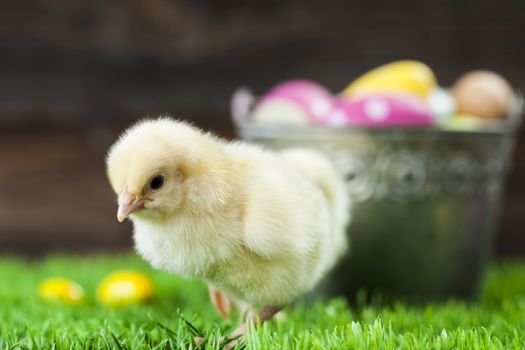 Easter chicken, eggs and decoration in vintage sytle wooden background