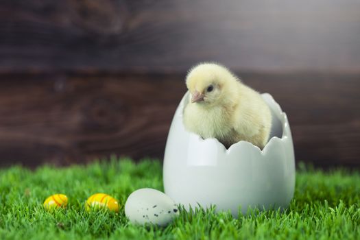 Easter chicken, eggs and decoration in vintage sytle wooden background