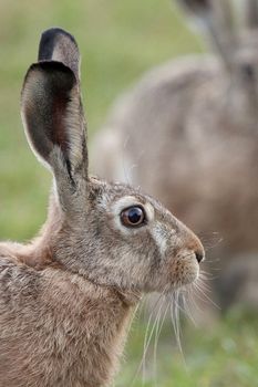 Hare in the wild, a portrait