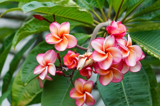 Bunch of pink Plumeria flower on the tree.