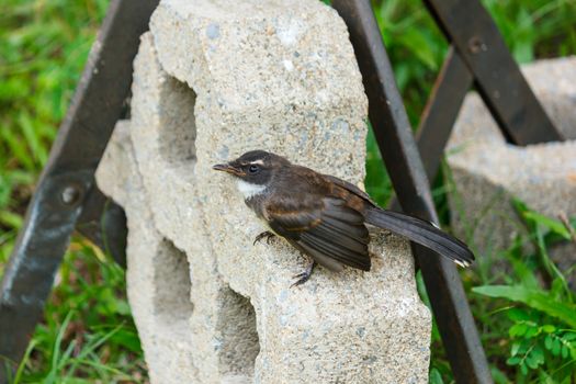 Fantail bird standing on the concrete block.