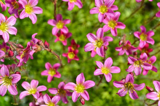 The moss blooms in spring, bright pink flowers. Floral background, macro.