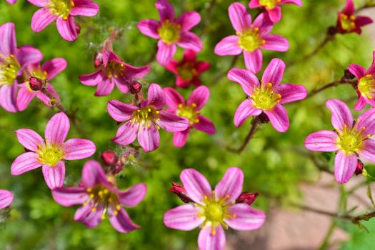 The moss blooms in spring, bright pink flowers. Floral background, macro.