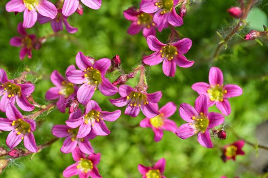 The moss blooms in spring, bright pink flowers. Floral background, macro.