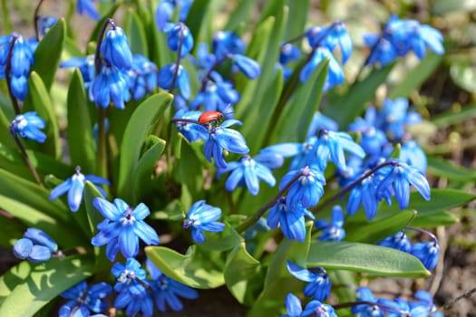 Beautiful bright spring flowers in the garden.