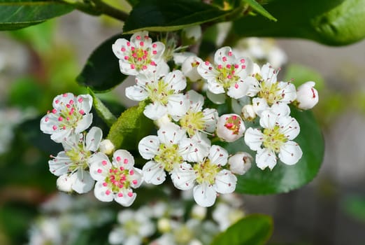 Beautiful bright spring flowers in the garden.