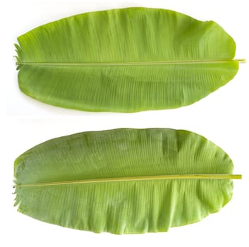 Closeup of green banana leaf texture