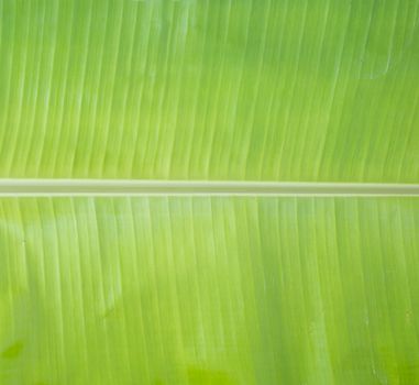 Closeup of green banana leaf texture