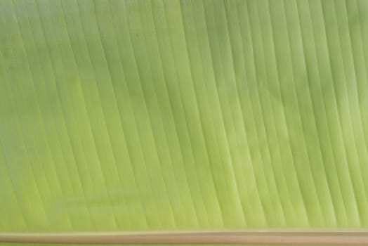 Closeup of green banana leaf texture