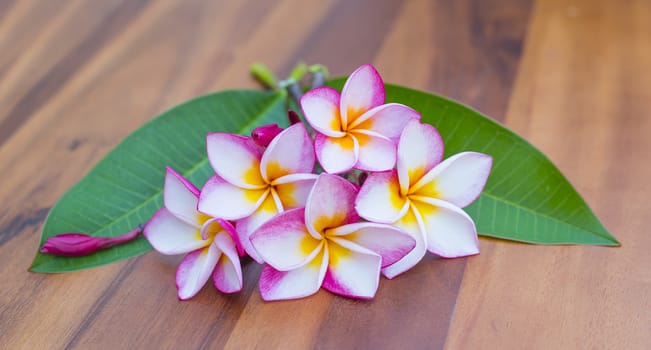 Beautiful pink plumeria on the tree