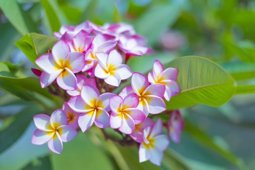 Beautiful pink plumeria on the tree