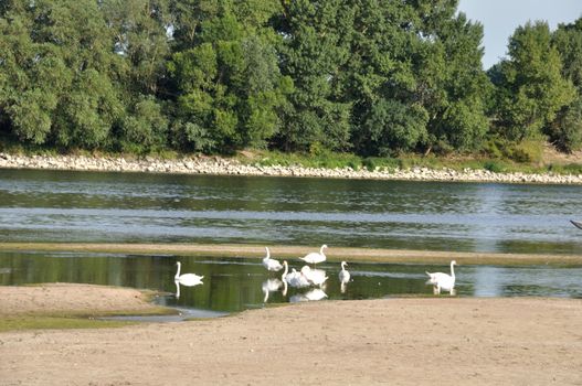 Loire river in Anjou