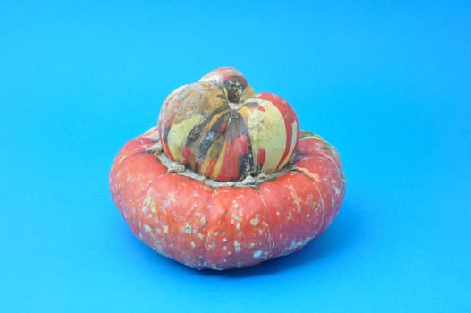 Turkish cap Cucurbita