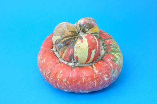 Turkish cap Cucurbita