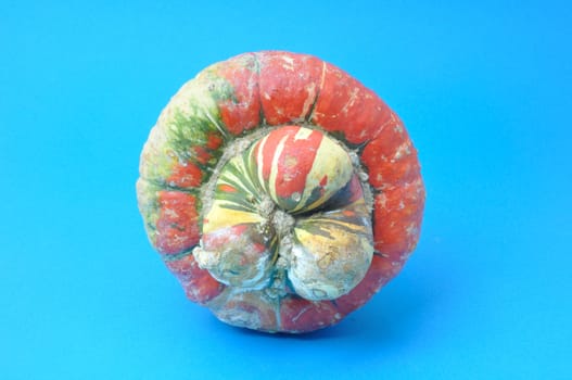 Turkish cap Cucurbita