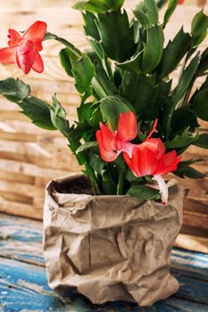 set with Decembrist flowered decorative indoor flower pot