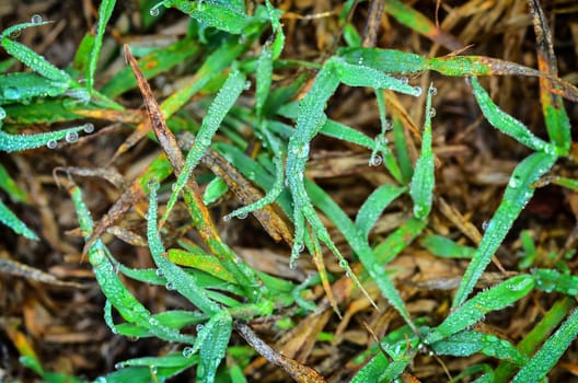 Fresh grass with dew drops in vintage light