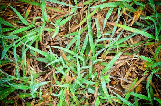 Fresh grass with dew drops in vintage light