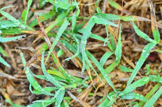 Fresh grass with dew drops