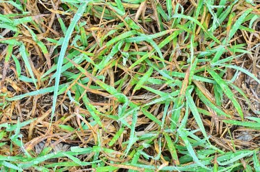 Fresh grass with dew drops