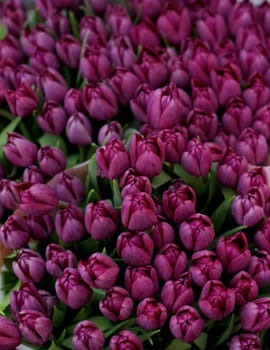 Beauty Purple Tulip Buds closeup as Background Outdoors. Focus on Foreground