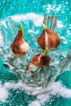germinated and prepared for planting spring bulbs plants