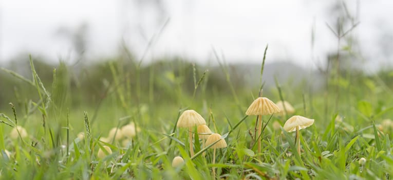 Australian Wet Season Panorama Landscape View of Small Mycena Mushrooms in Long Green grass on an overcast day