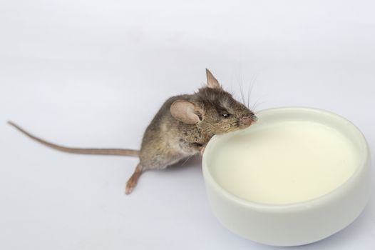 Wild baby mouse drinking milk on white background