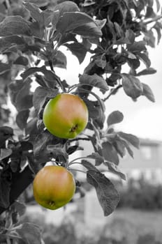 soon the apple is ready to eat and do some pie
