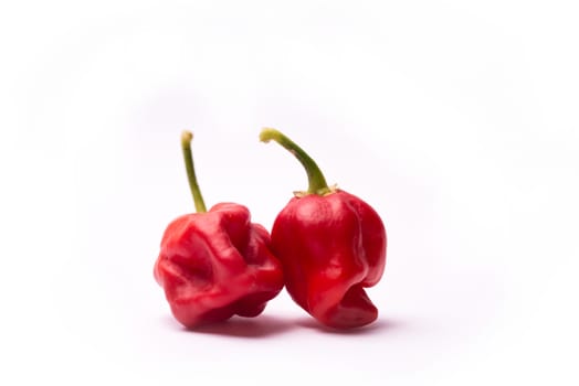 Chili pepper Trinidad Moruga Scorpion