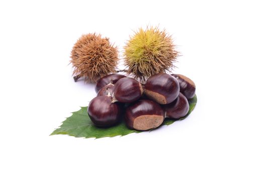 castagne su sfondo bianco