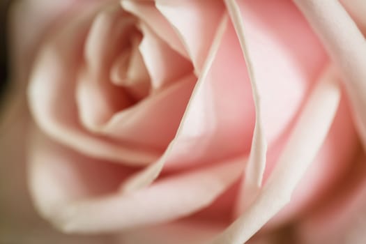 A macro close-up of a pink rose in bloom