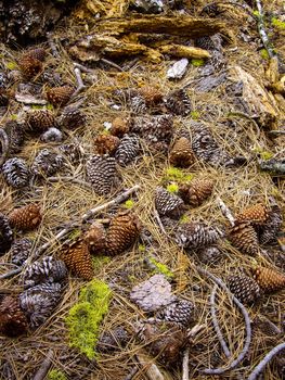 Pine cones and needles on forest floor