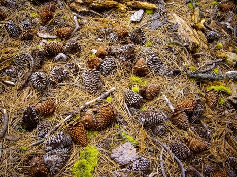 Pine cones and needles on the forest floor