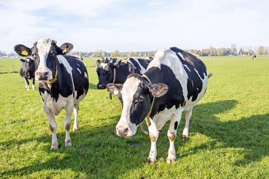 Cows in the countryside from the Netherlands
